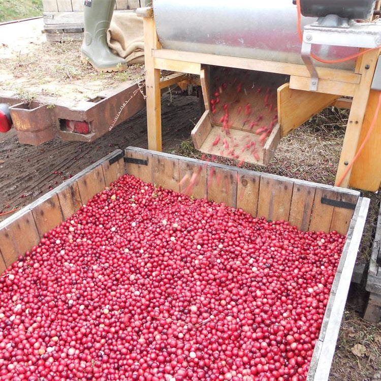 Frozen Organic Cranberries (1lb)