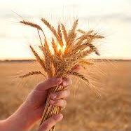 Speerville Grains & Flour (Organic)