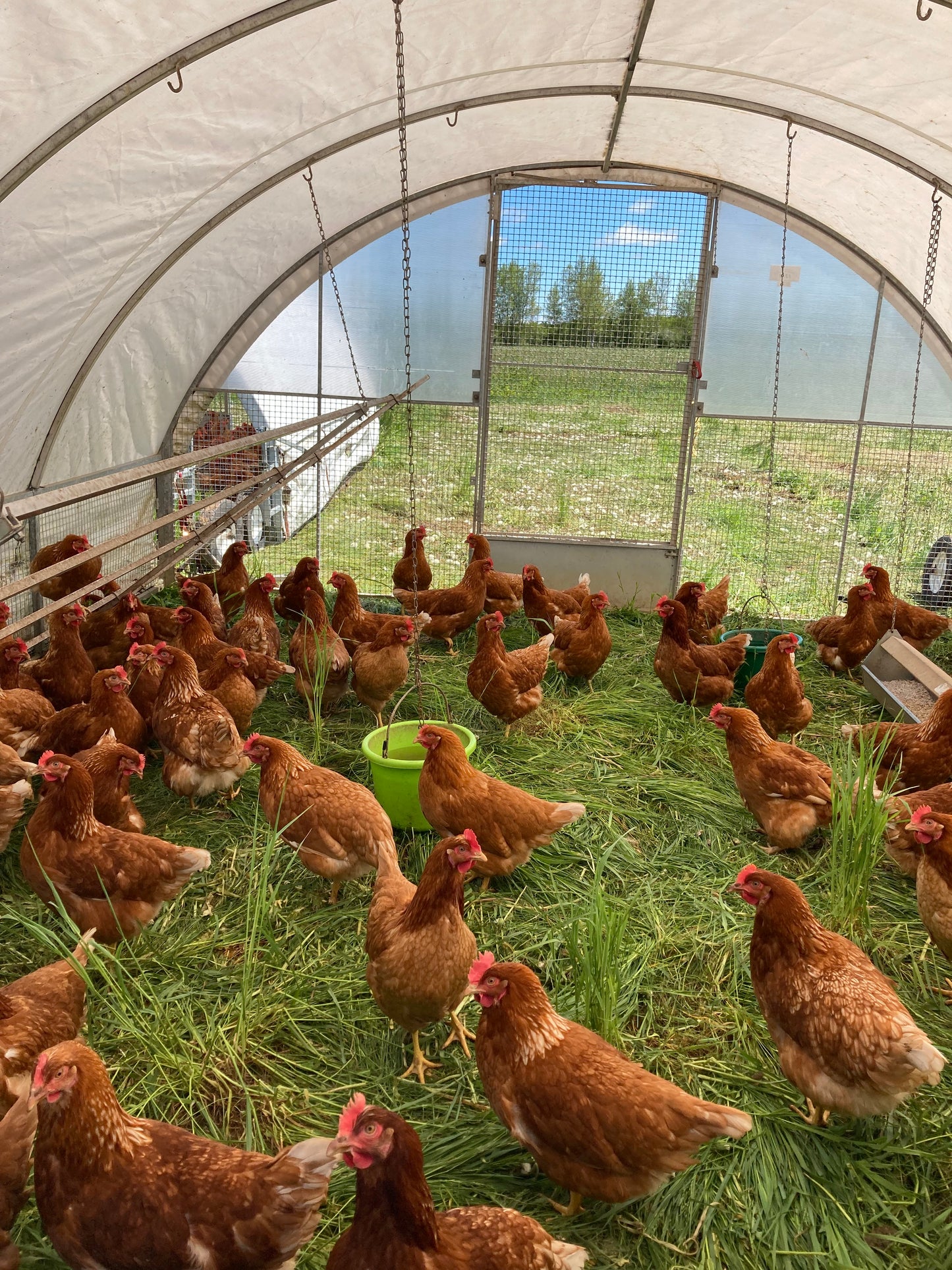 Farm Fresh Eggs- 1 dozen