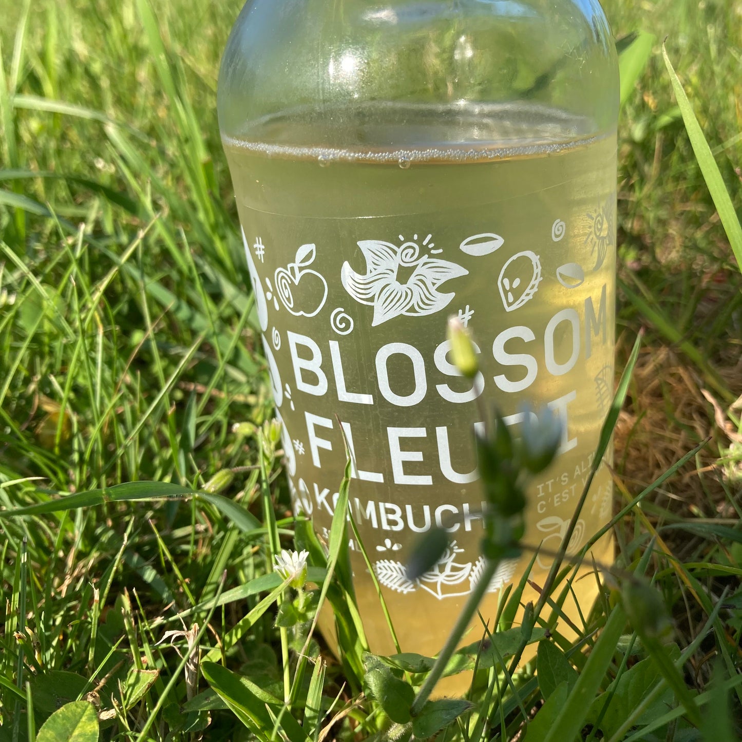 Kombucha- 355mL bottle