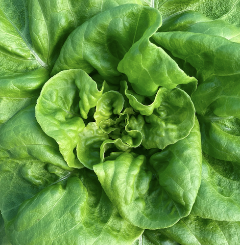 Hydroponic Lettuce (Local Spray-Free)