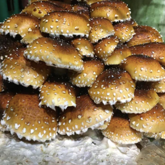 Cinnamon Cap Mushrooms- 0.5 LB