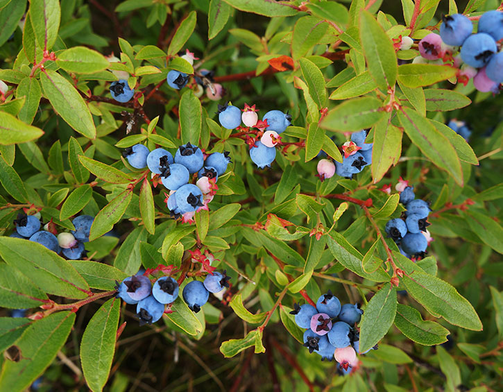 Low Bush Blueberries FROZEN