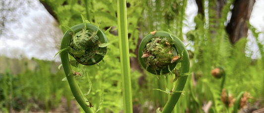 For the Love of Fiddleheads