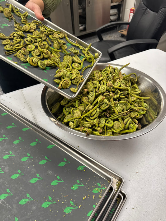 Freeze Dried Fiddleheads