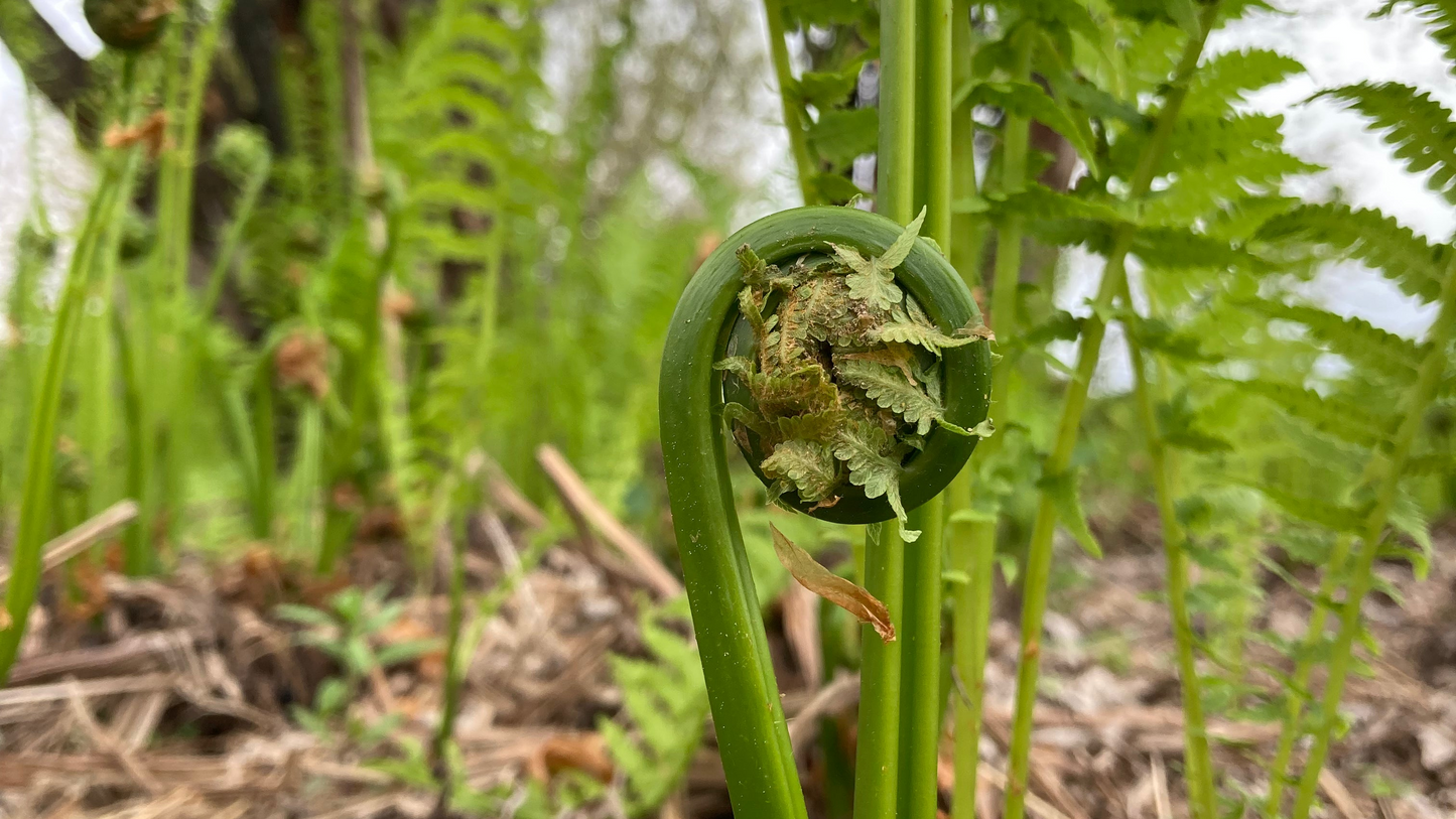 Freeze Dried Fiddleheads