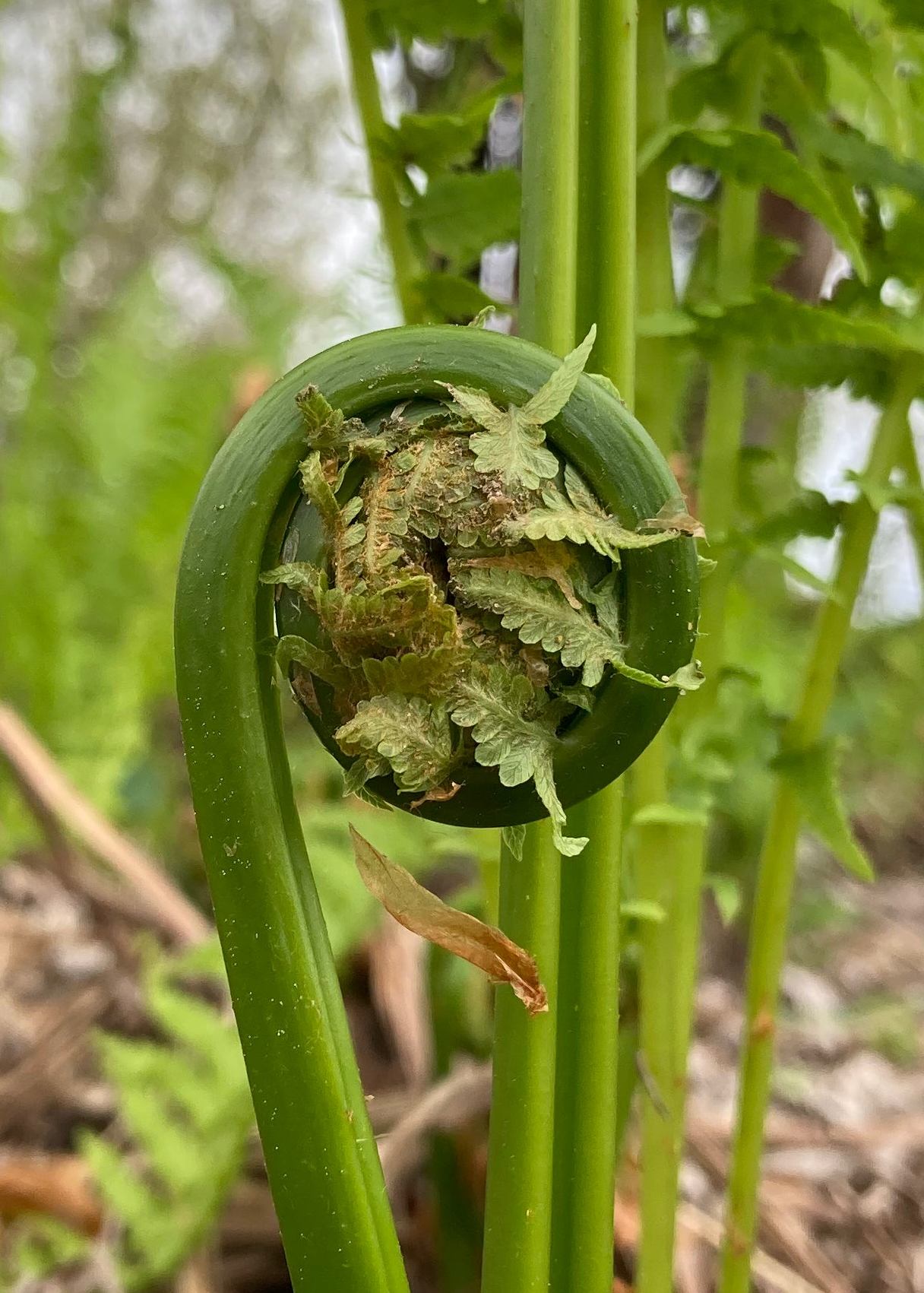 Close-up of a fern frond unfurling in a natural setting